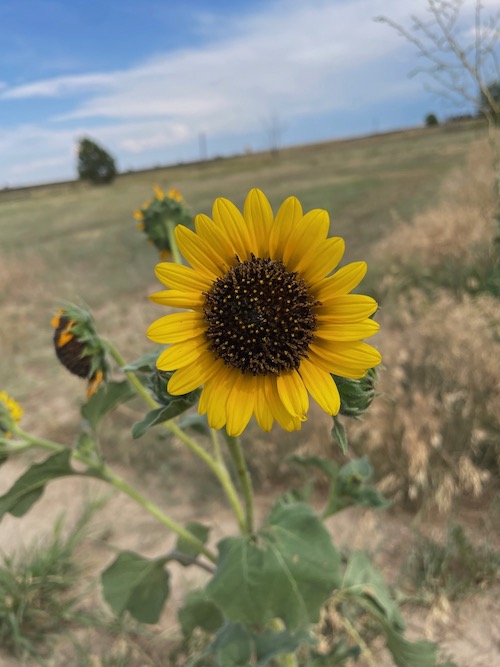 picture of sunflower